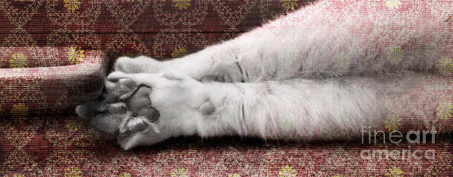 Cat Photograph - Teddys Paw by Elaine Berger
