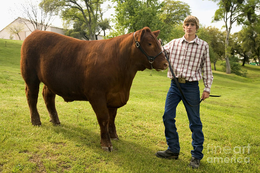 Teen And Red Angus Steer Photograph by Inga Spence
