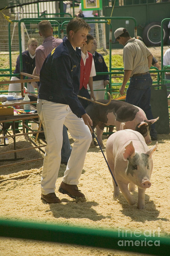Teen Showing A Hog At A Fair Photograph by Inga Spence