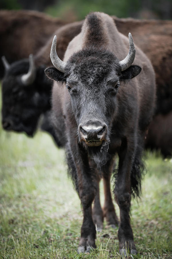 Teenage Bison Photograph by Athena Mckinzie
