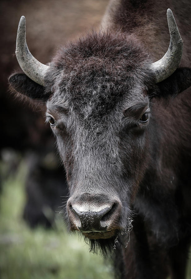 Teenage Bison Closeup Photograph by Athena Mckinzie