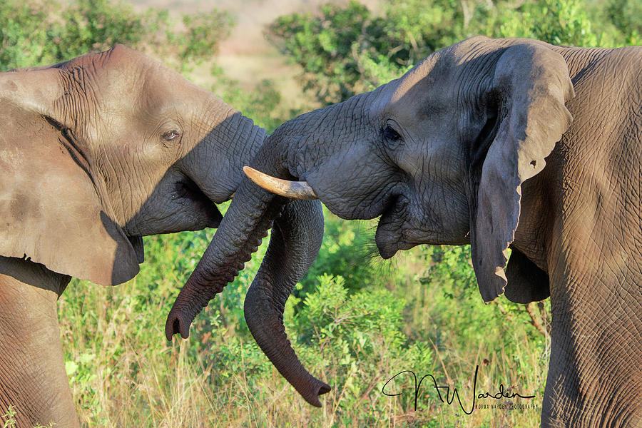 Teenage Elephants Tussle Photograph by Norma Warden