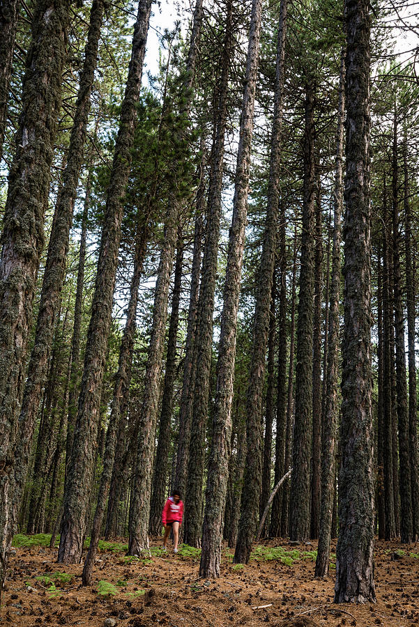 Teenage walking in the forest Photograph by Michalakis Ppalis