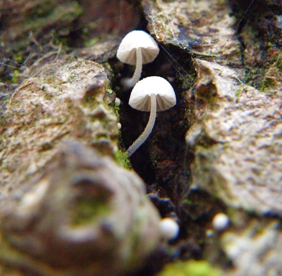 Mushroom Photograph - Teeny shrooms by Kayleigh Carroll