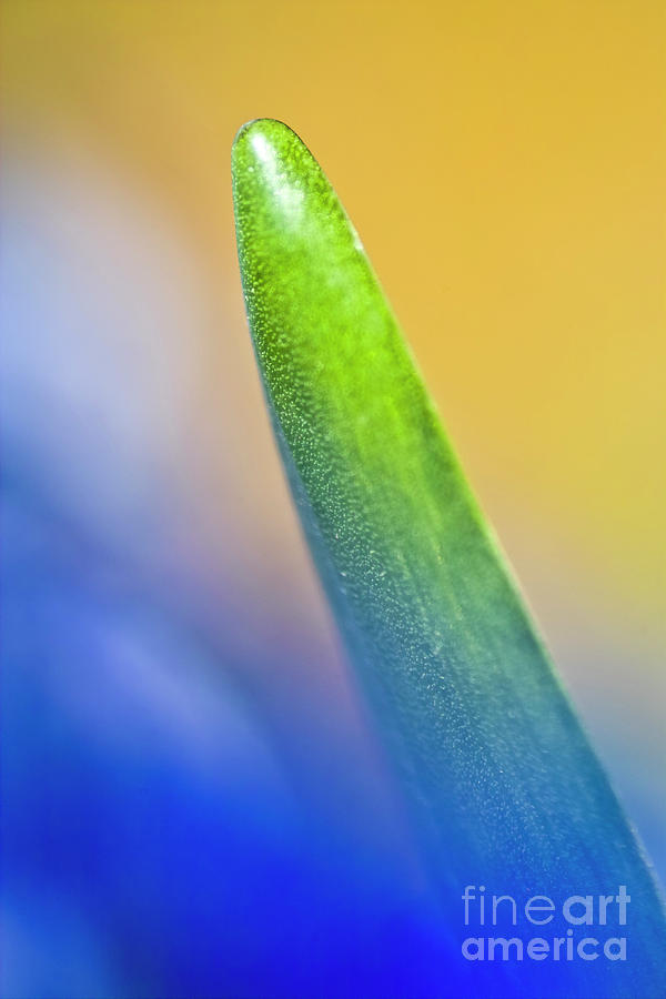 Teeny-weeny grape hyacinth leaf Photograph by Heiko Koehrer-Wagner