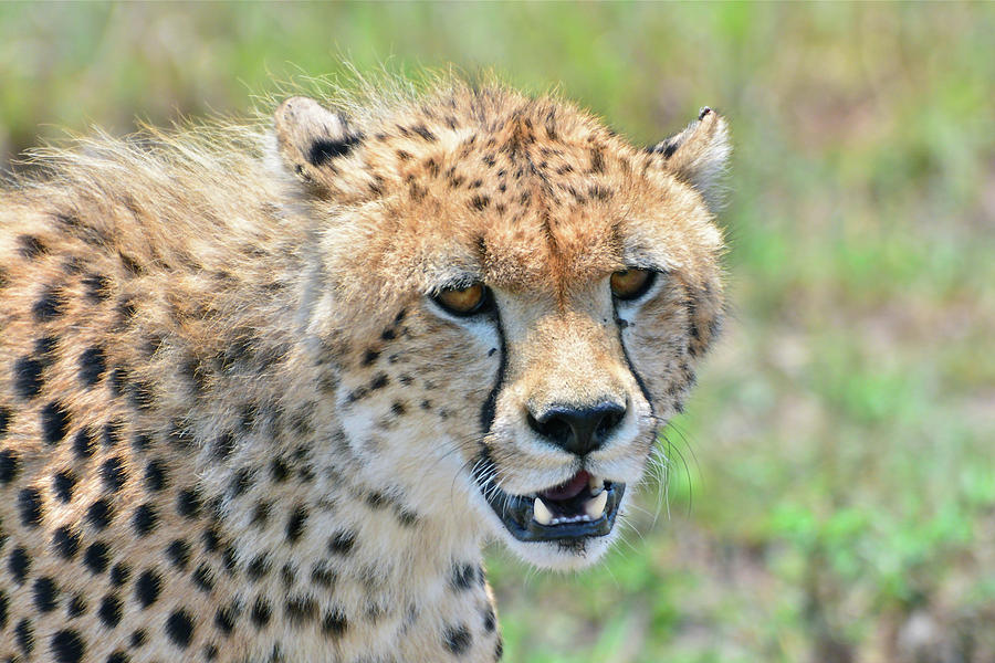 Teeth, Eyes, and Spots by Don Mercer Teeth, Eyes, and Spots by Don Mercer