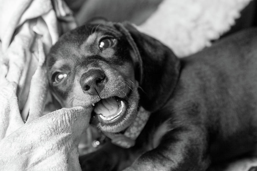 Teething Dachshund Puppy Photograph by SR Green