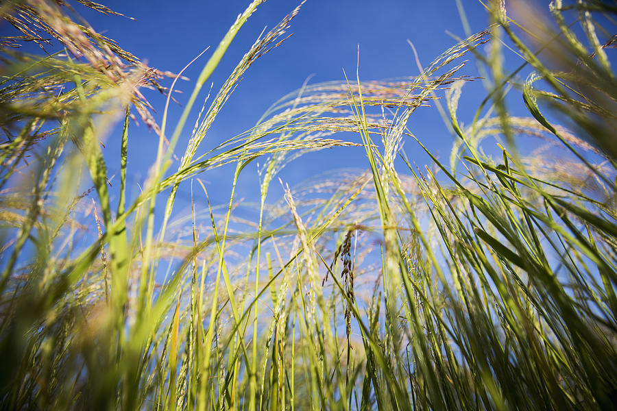 Tef Eragrostis Tef , The Tiny Staple Photograph by Toby Adamson - Pixels