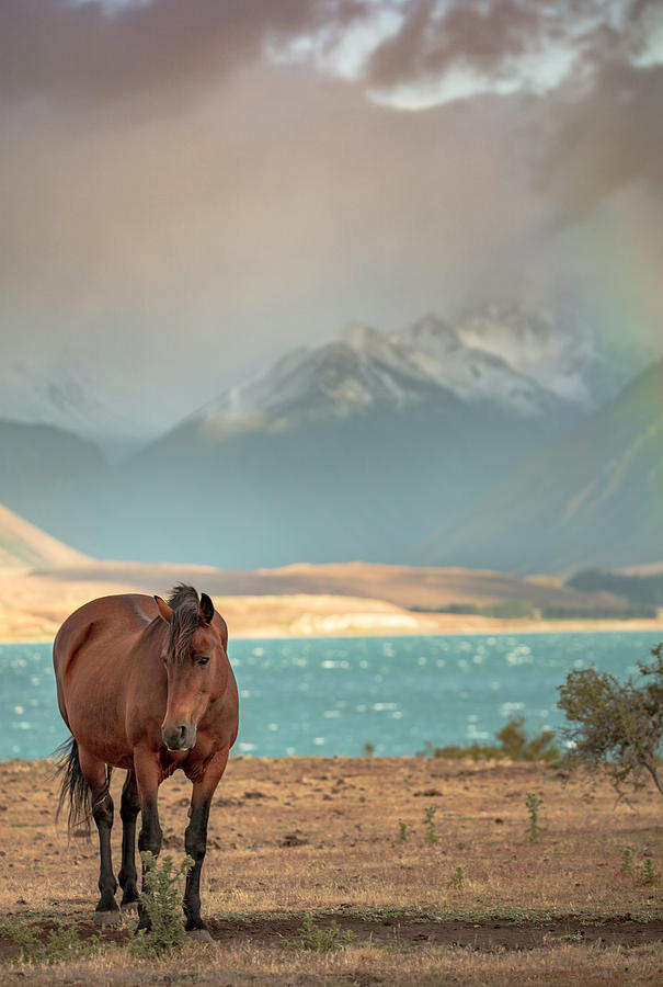 Tekapo Horse Photograph by Chris Cousins