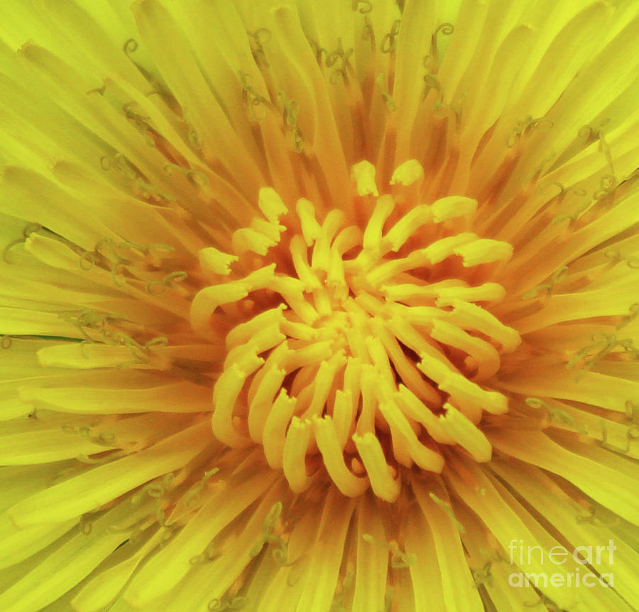 Dandelion Donegal Photograph by Eddie Barron - Fine Art America