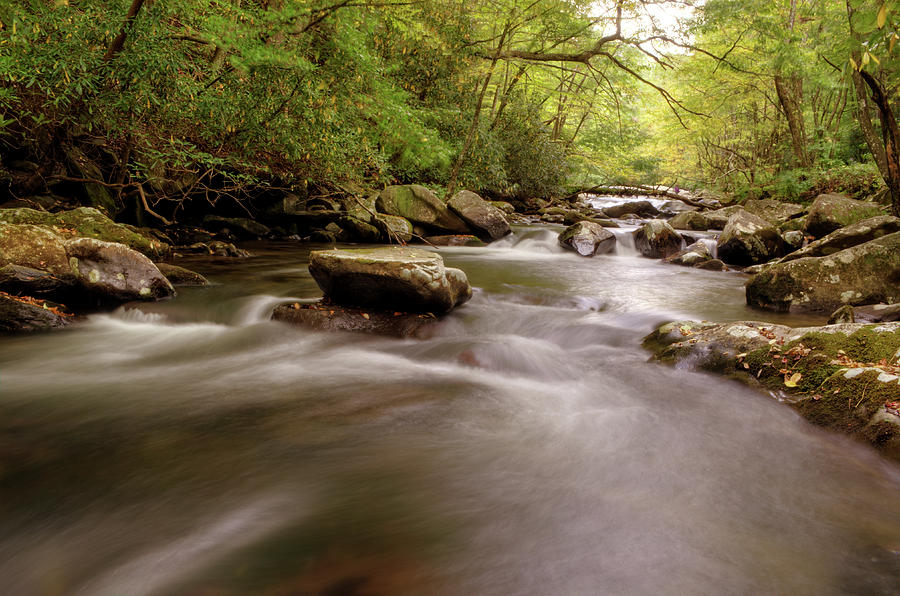 Tree Photograph - Tellico Waters by Greg and Chrystal Mimbs
