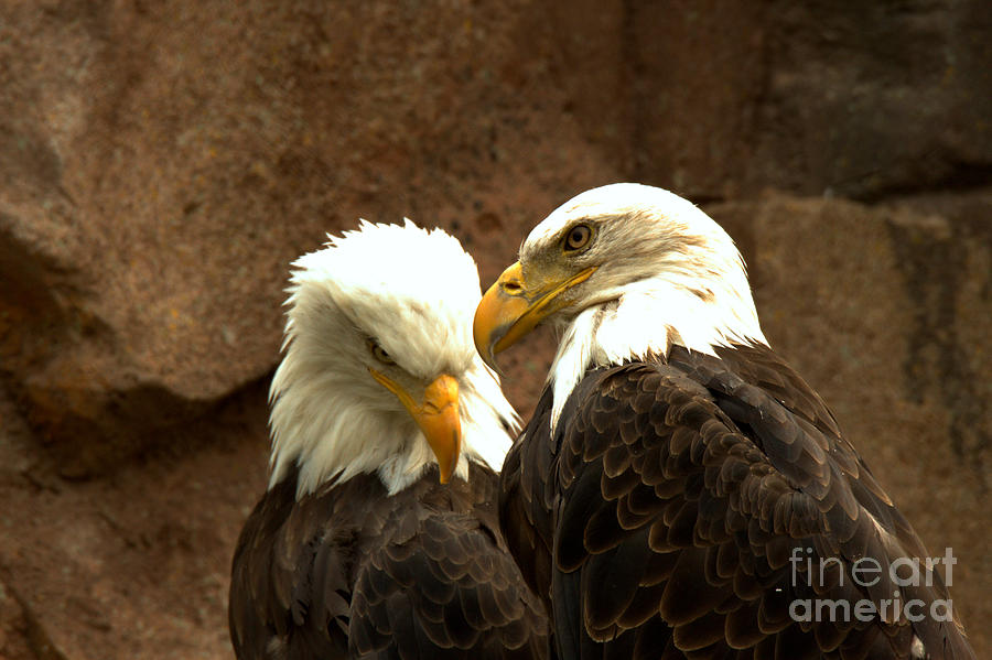 Telling Eagle Secrets Photograph by Adam Jewell