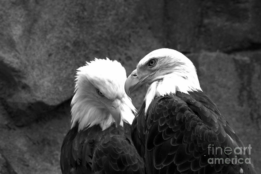 Telling Eagle Secrets Black And White Photograph by Adam Jewell