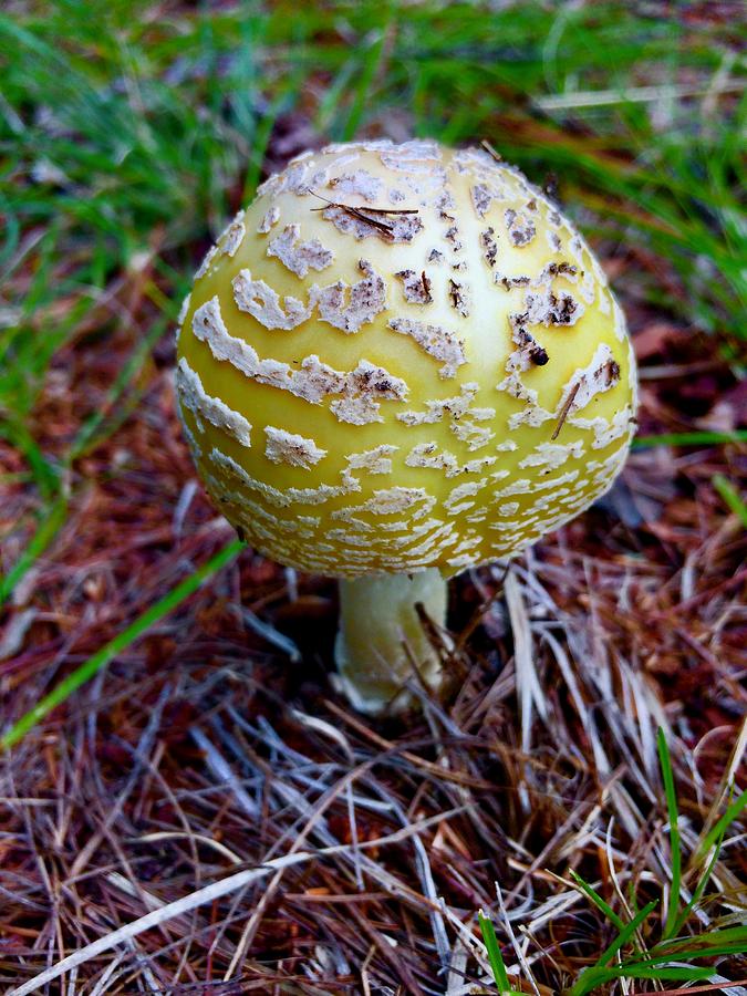 the blusher mushroom