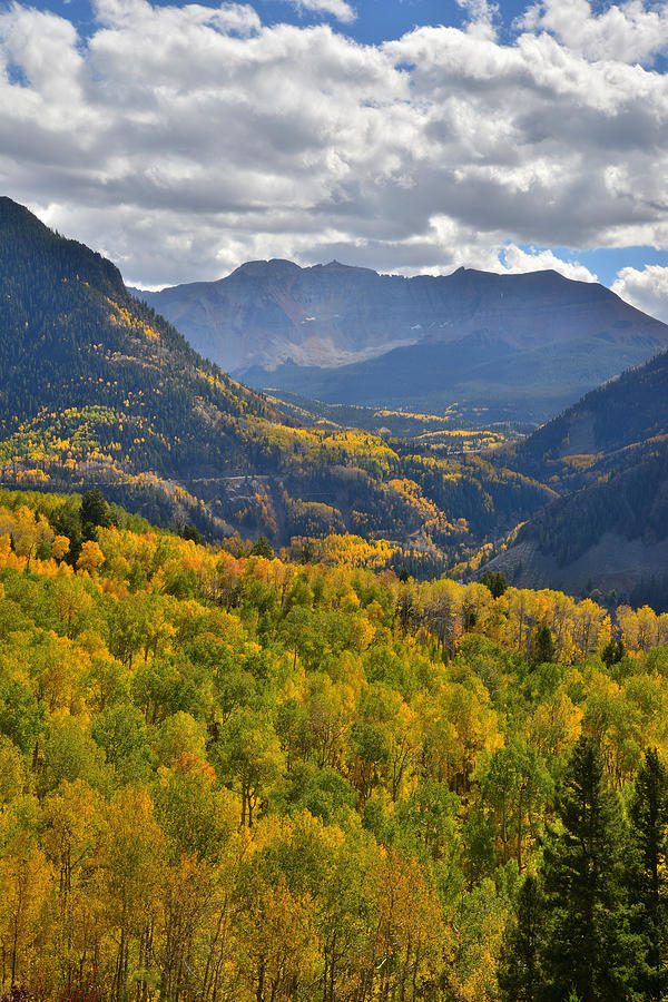Telluride Aspens Photograph by Ray Mathis