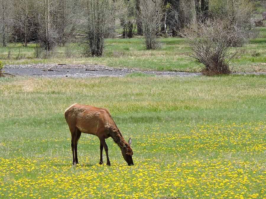 Telluride Elk Photograph by Connor Beekman