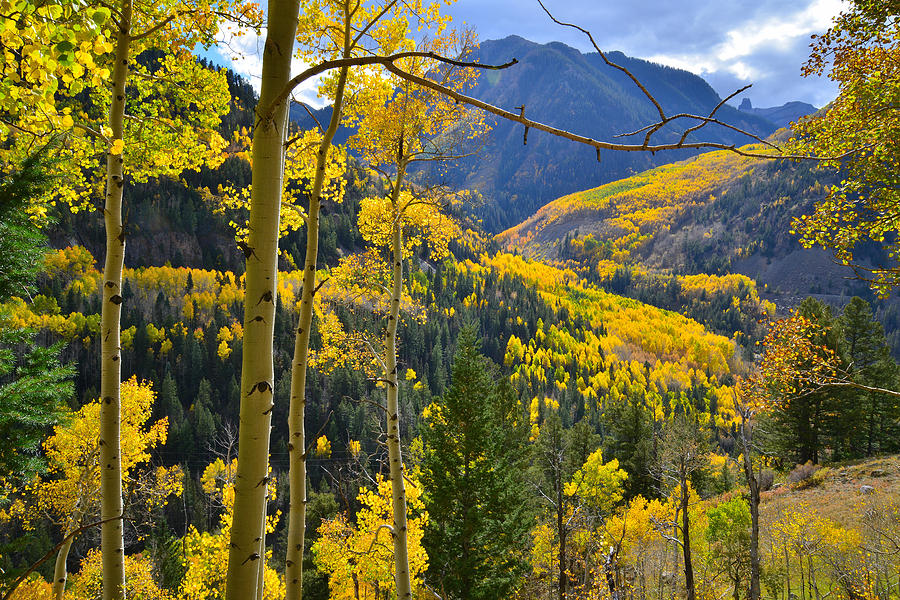 Telluride Fall Colors Photograph by Ray Mathis
