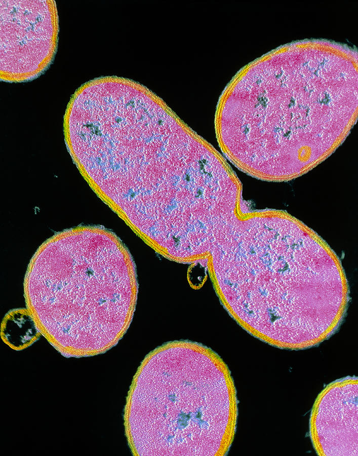 Shigella Photograph - Tem Of Shigella Sp. Bacteria by Cnri