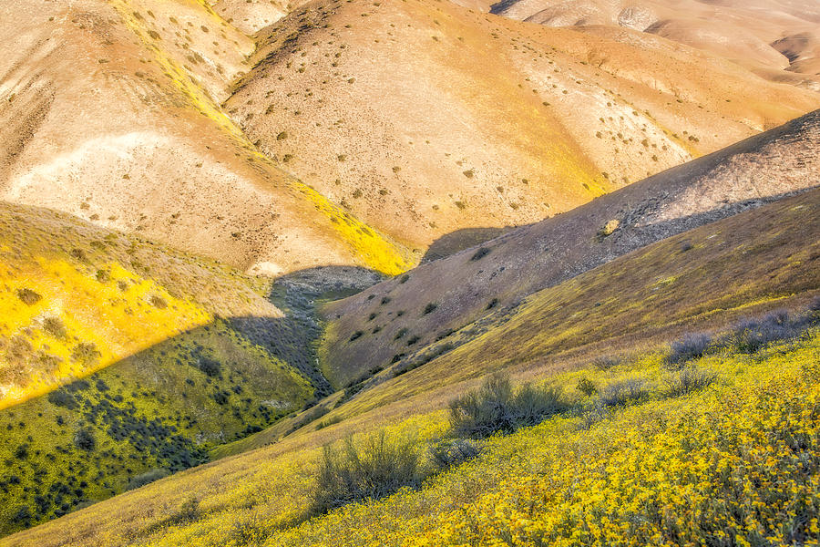 Temblor Range Wildflowers Photograph by Marc Crumpler