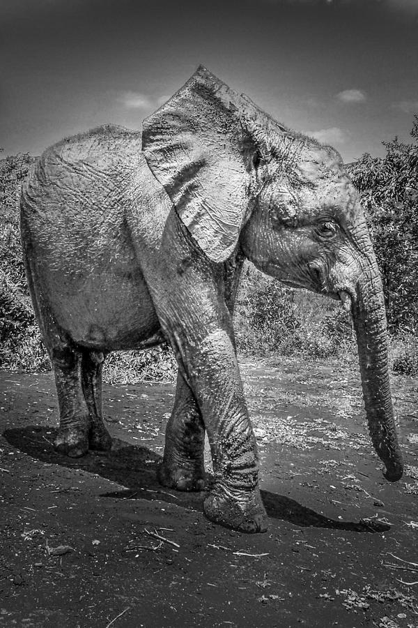 Wildlife Photograph - Tembo by Bryan Moore