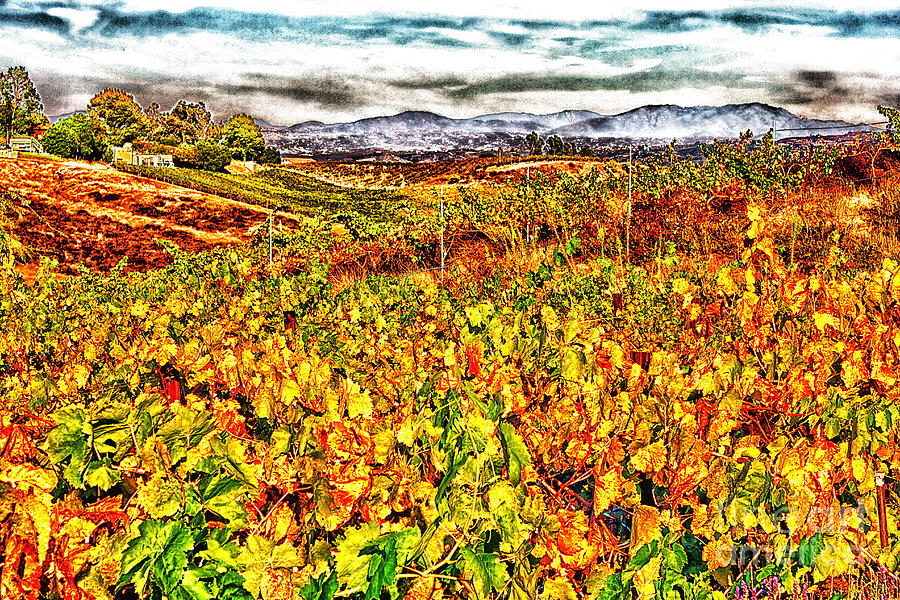 Wine Photograph - Temecula Vineyard by Stefan H Unger