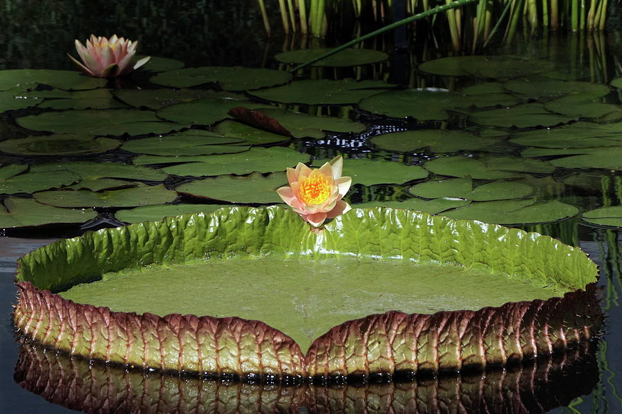 Temperate And Tropical Waterlilies Photograph by Byron Varvarigos