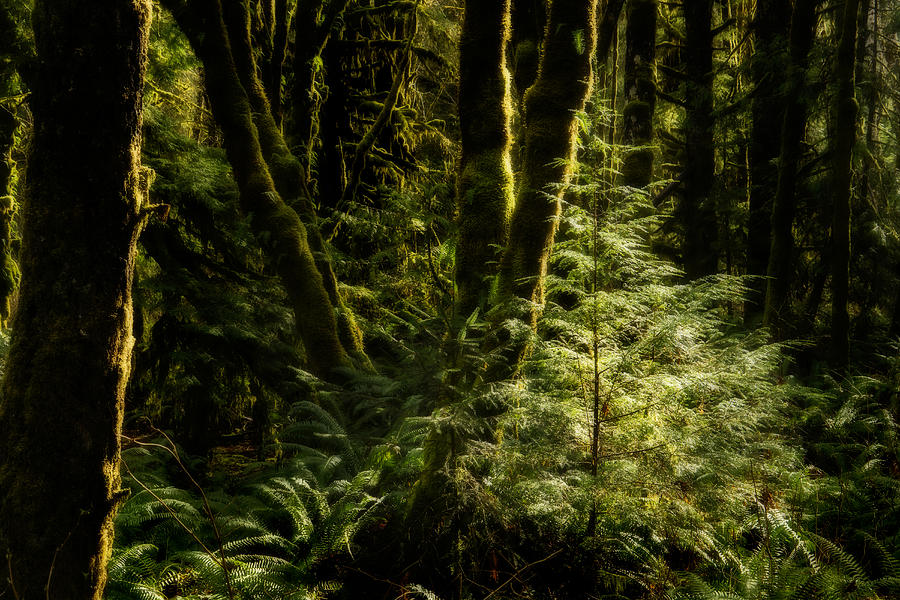 Tree Photograph - Temperate Rain Forest - 365-1 by Inge Riis McDonald