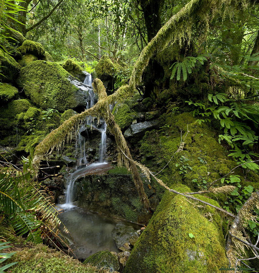 Temperate Rain Forest Waterfall Photograph by Stephen Thompson | Fine ...