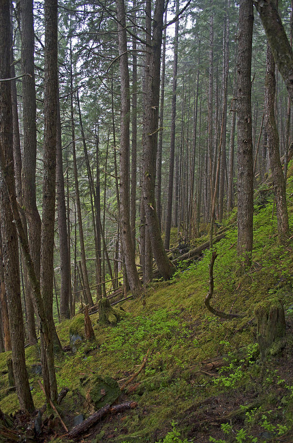 Temperate Rainforest Photograph by Cathy Mahnke
