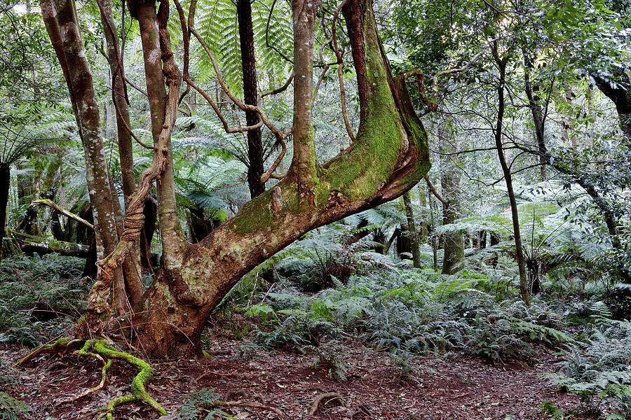 Temperate Rainforest Photograph by Nicholas Blackwell