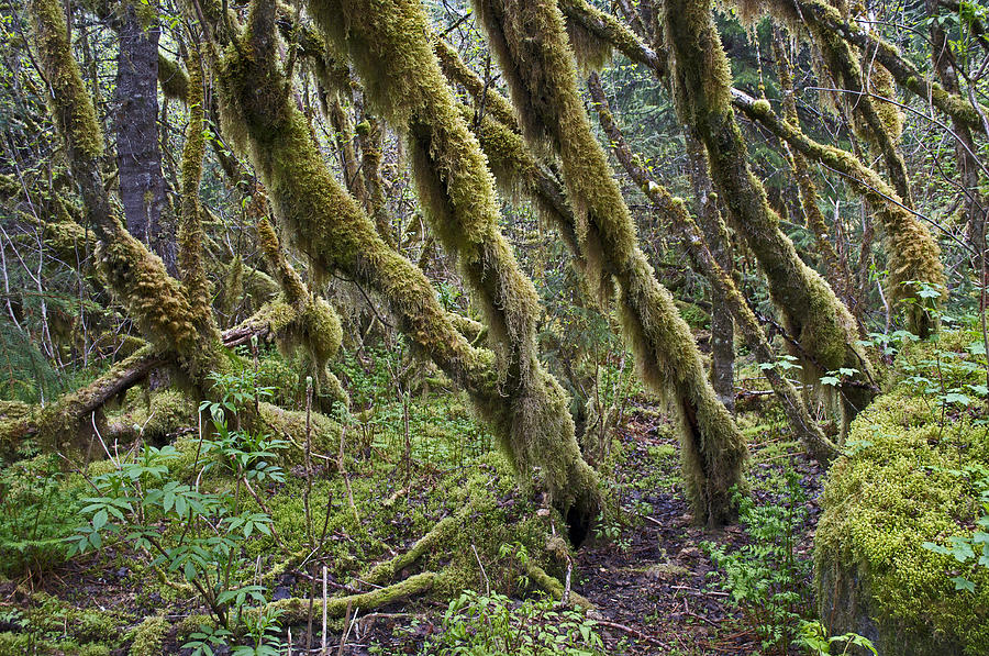 Tree Photograph - Temperate Rainforest Trees by Cathy Mahnke