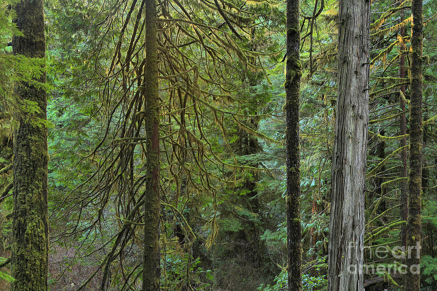 Temperate Rainforest Trunks Photograph by Adam Jewell