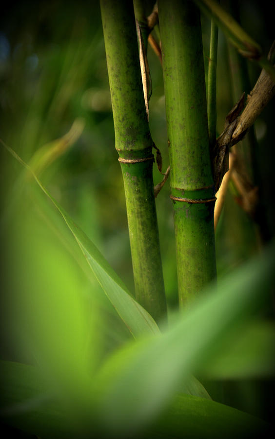 Temple Bamboo Semiarundinaria fastuosa Canes Photograph by Nathan Abbott