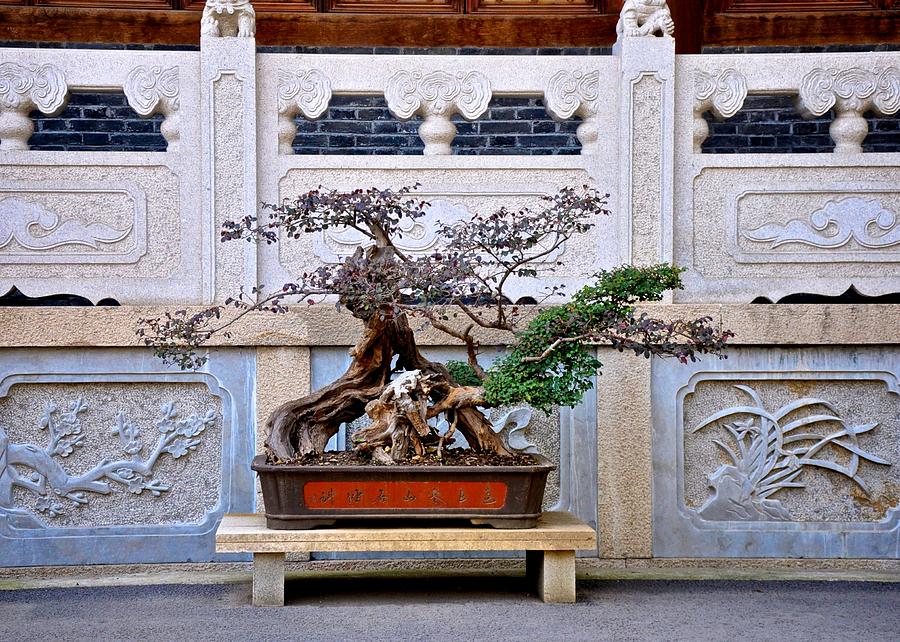 Temple Bonsai Photograph by Matt MacMillan
