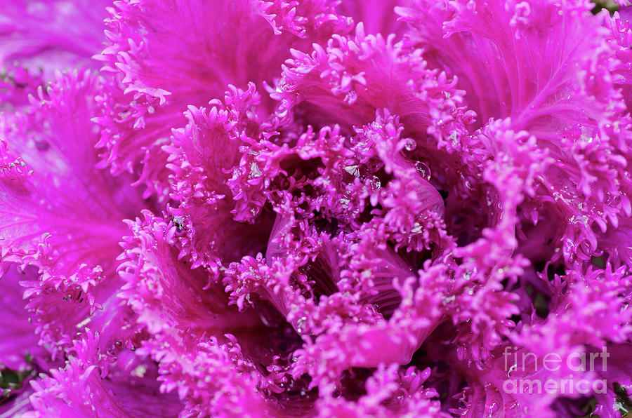 Temple Cabbage Photograph by Nick Boren