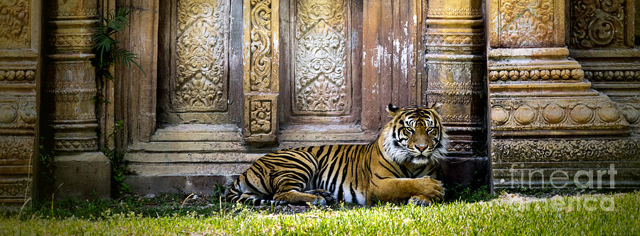 Tiger Photograph - Temple Guardian by Lynn Palmer