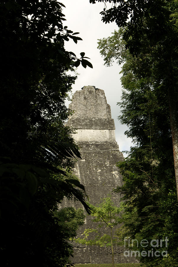 TEMPLE IN THE TREES Tikal Guatemala Photograph by John  Mitchell