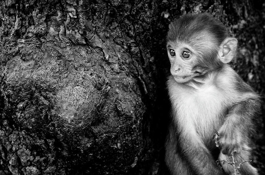Temple Monkey Photograph by James David Phenicie