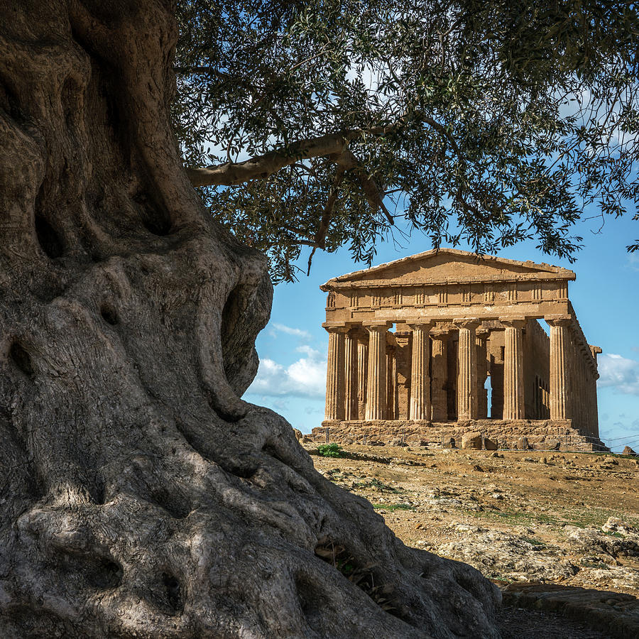 Temple of Concordia Photograph by Michael Thomas - Fine Art America