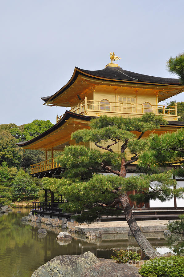 Temple of the Golden Pavilion Photograph by Stevyn Llewellyn