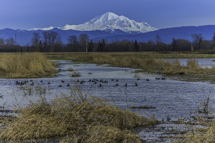 Temporary Duck Pond Photograph by Mark Joseph