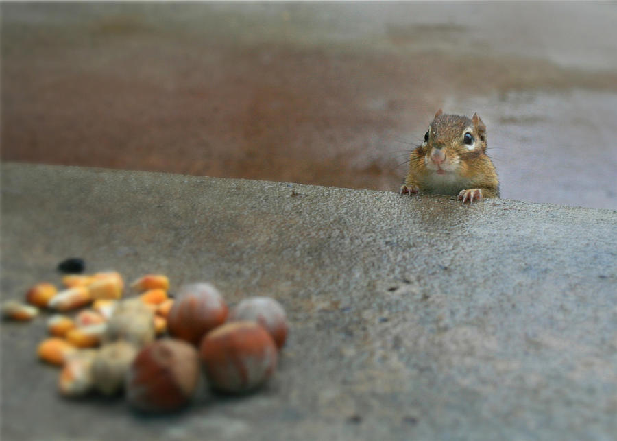 Squirrel Photograph - Temptation by Lori Deiter