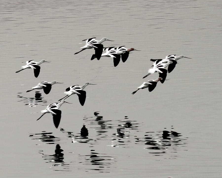 Ten Avocets in Flight Photograph by Michael Riley - Fine Art America