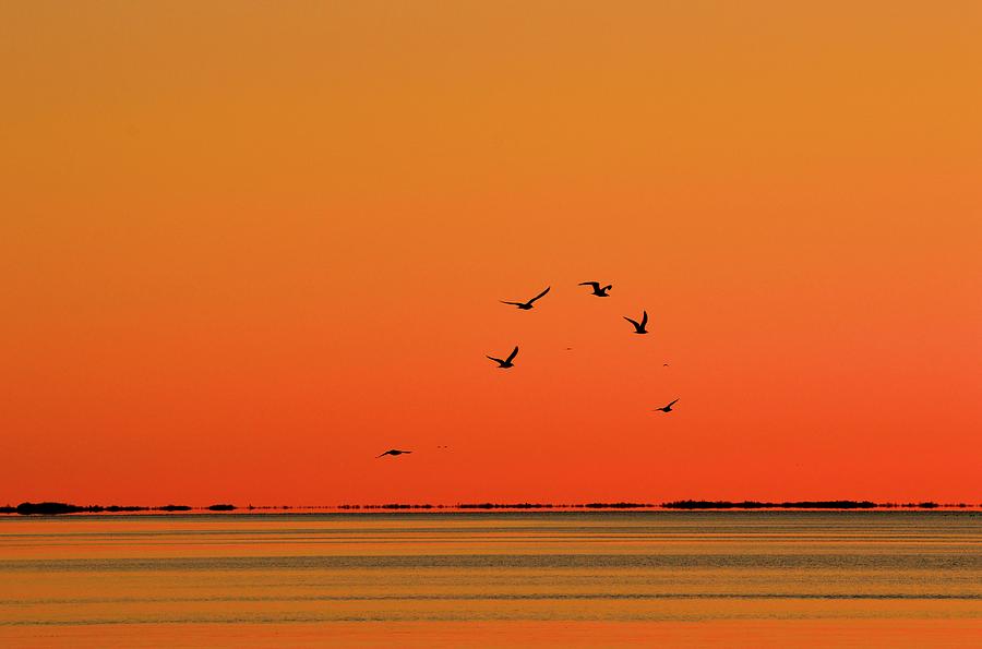 Ten Birds Flying  Photograph by Lyle Crump