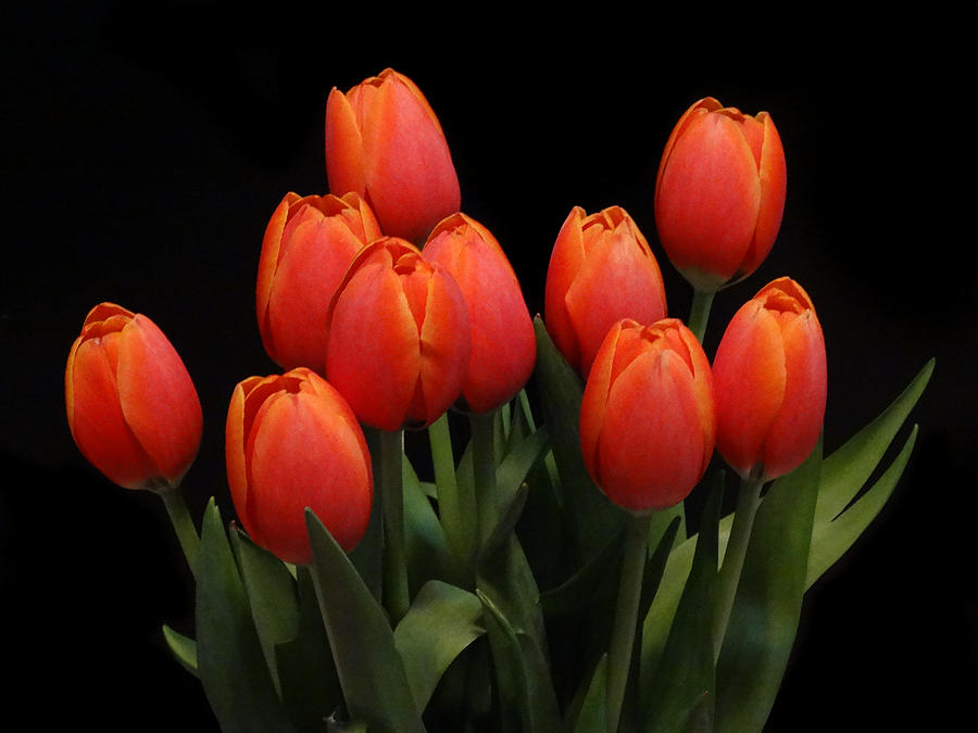 Ten Tulips Photograph by David T Wilkinson