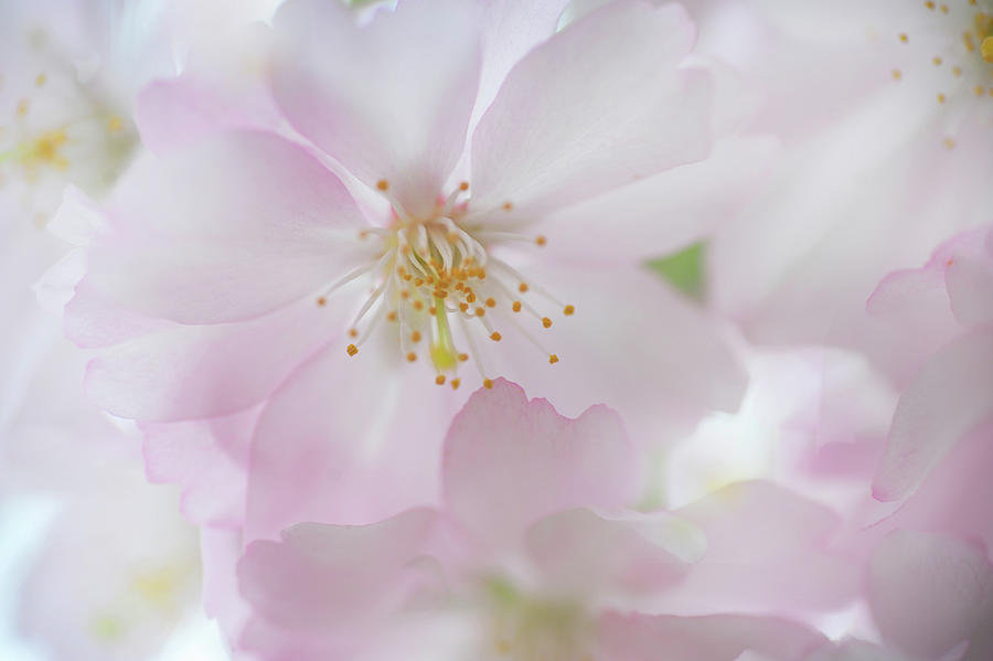 Tender Bloom of Sakura Photograph by Jenny Rainbow