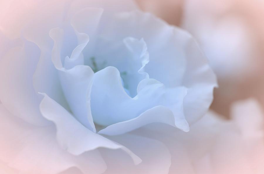 Tender Blue Rose Photograph by The Art Of Marilyn Ridoutt-Greene