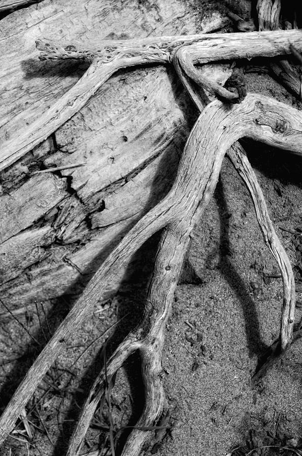 Black And White Photograph - Tender Death by Donna Blackhall