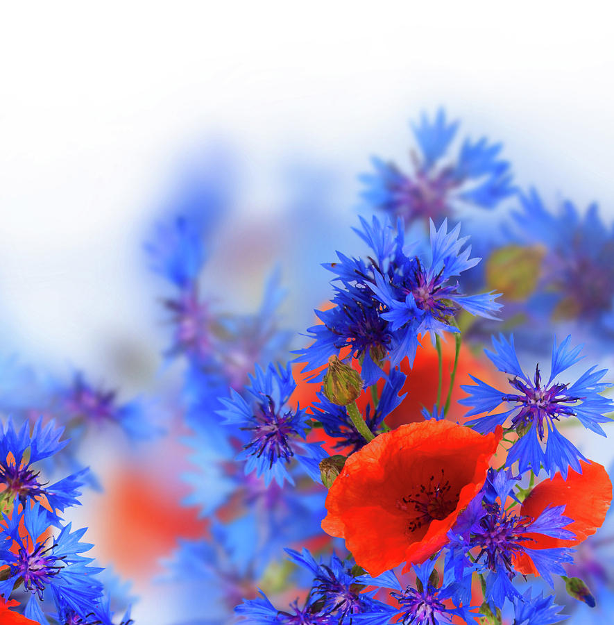 Tender Field Flowers Photograph by Anastasy Yarmolovich