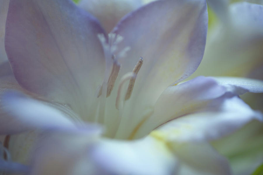 Tender Flowers of Freesia 10. Pastel Sketches Photograph by Jenny Rainbow